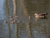 Nilgans, Stadtsee Werne, 17.03.2020, Foto: N. Pitrowski