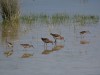 Kampf - und Bruchwasserläufer, Westhusen, 20.04.2020, Foto. N. Pitrowski