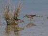 Bruchwasserläufer, Westhusen, 20.04.2020, Foto. N. Pitrowski