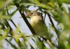 Gelbspoetter bei Hof Sterthoff, 31.05.2020, Foto: A. Langer