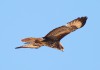 Maeusebussard bei Holthöfen, 31.05.2020, Foto: A. Langer