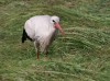 Weißstorch, LSG Lippewiesen, 19.06.2020, Foto: N. Pitrowski