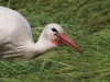 Weißstorch, LSG Lippewiesen, 19.06.2020, Foto: N. Pitrowski