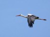 Weißstorch, LSG Lippewiesen, 19.06.2020, Foto: N. Pitrowski