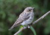 Grauschnaepper (juv.), Kuhweide, 25.07.2020, Foto: A. Langer