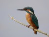 Eisvogel (beringt), RSG, 23.07.2020, Foto: N. Pitrowski