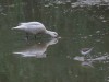 Bahamaente und Flussuferläufer, Radbodsee, 16.07.2020, Foto. N. Pitrowski