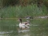 Brandgans und Waldwasserläufer, Westhusen, 21.07.2020, Foto: N. Pitrowski