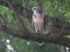 Mäusebussard, Oberwerrieser Mersch, 23.07.2020, Foto: N. Pitrowski