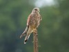 Turmfalke, Oberwerrieser Mersch, 23.07.2020, Foto: N. Pitrowski