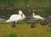 Löffler und Höckerschwan, NSG Tibaum,15.08.2020, Foto: N. Pitrowski