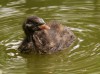 Zwergtaucher, Stadtsee Werne, 27.08.2020, Foto: N. Pitrowski