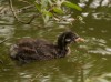 Zwergtaucher, Stadtsee Werne, 27.08.2020, Foto: N. Pitrowski