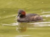 Zwergtaucher, Stadtsee Werne, 27.08.2020, Foto: N. Pitrowski