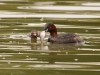 Zwergtaucher, Stadtsee Werne, 27.08.2020, Foto: N. Pitrowski