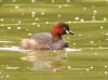 Zwergtaucher, Stadtsee Werne, 27.08.2020, Foto: N. Pitrowski