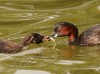 Zwergtaucher, Stadtsee Werne, 27.08.2020, Foto: N. Pitrowski