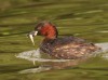 Zwergtaucher, Stadtsee Werne, 27.08.2020, Foto: N. Pitrowski