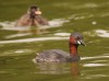 Zwergtaucher, Stadtsee Werne, 27.08.2020, Foto: N. Pitrowski