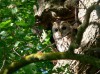 Waldkauz, Schmehausen, 21.05.2020, Foto: W. Pott.