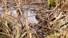 in dieser Pose aber unverkennbar: Blaukehlchen im LSG Lippewiesen. 23.03.2021,  Fotos: R. Biermann