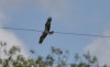 Fischadler, NSG Tibaum, 16.05.2021, Foto. S. Petrat