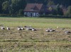 Weißstörche, Schloss Heessen, 31.08.2021, Foto: H. Regenstein