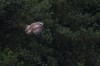 Fischadler, NSG Brauck, 16.08.2021, Foto: N. Pitrowski