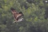 Fischadler, NSG Brauck, 30.08.2021, Foto: N. Pitrowski