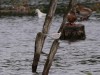Flussseeschwalbe, Scheringteiche, 28.08.2021, Foto: N. Pitrowski