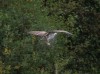 Fischadler, NSG Brauck, 04.10.2021, Foto. N. Pitrowski