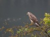 Mäusebussard, NSG Brauck, 13.10.2021, Foto: N. Pitrowski