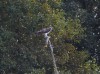 Fischadler, NSG Brauck, 13.10.2021, Foto: N. Pitrowski