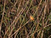 Eisvogel, Scheringteiche, 25.10.2021, Foto. N. Pitrowski