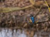 Eisvogel, Radbodsee, 06.03.2022, Foto: N. Pitrowski