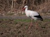 Weißstorch, NSG Tibaum, 09.03.2022, Foto. N. Pitrowski