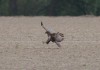 Maeusebussard, Baerenbruch, 29.04.2022, Foto: A. Langer