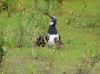 Kiebitz mit pulli, Haarensche Heide, 04.06.2022, Foto: N. Pitrowski