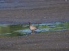 Dunkler Wasserläufer, Scheringteiche, 09.08.2022, Foto. N. Pitrowski