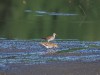 Bruchwasserläufer und Bekassine, Scheringteiche, 09.08.2022, Foto. N. Pitrowski