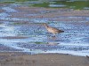 Dunkler Wasserläufer, Scheringteiche, 09.08.2022, Foto. N. Pitrowski