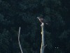 Fischadler, NSG Brauck, 24.08.2022, Foto: N. Pitrowski