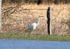 Silberreiher (beringt), Sueddinker, 11.03.2023, Foto: A. Langer