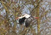 Weissstorch fliegt zum Horst, Sueddinker, 11.03.2023, Foto: A. Langer