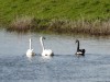 Trauer- und Höckerschwan, NSG Tibaum, 04.04.2023, Foto: L. Zokal).