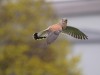Turmfalke, Westhafen Hamm, 14.04.2023, Foto. N. Pitrowski
