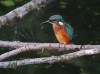 Eisvogel, RSG, 16.06.2023, Foto: N. Pitrowski