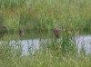 Baumfalke, Westhusen, 23.06.2023, Foto: N. Pitrowski