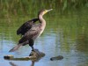 Kormoran, Auenpark, 26.07.2023, Foto: N. Pitrowski