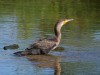 Kormoran, Auenpark, 26.07.2023, Foto: N. Pitrowski